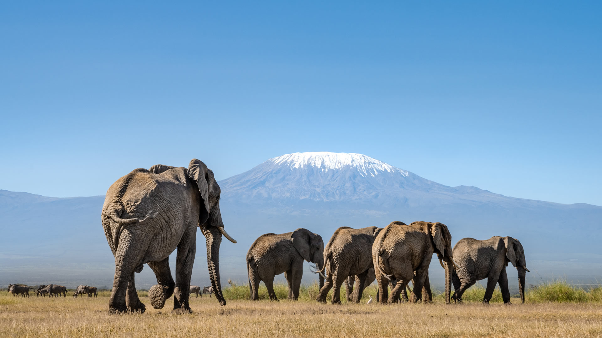 4 Days Amboseli's Elephant Kingdom & Kilimanjaro Views
