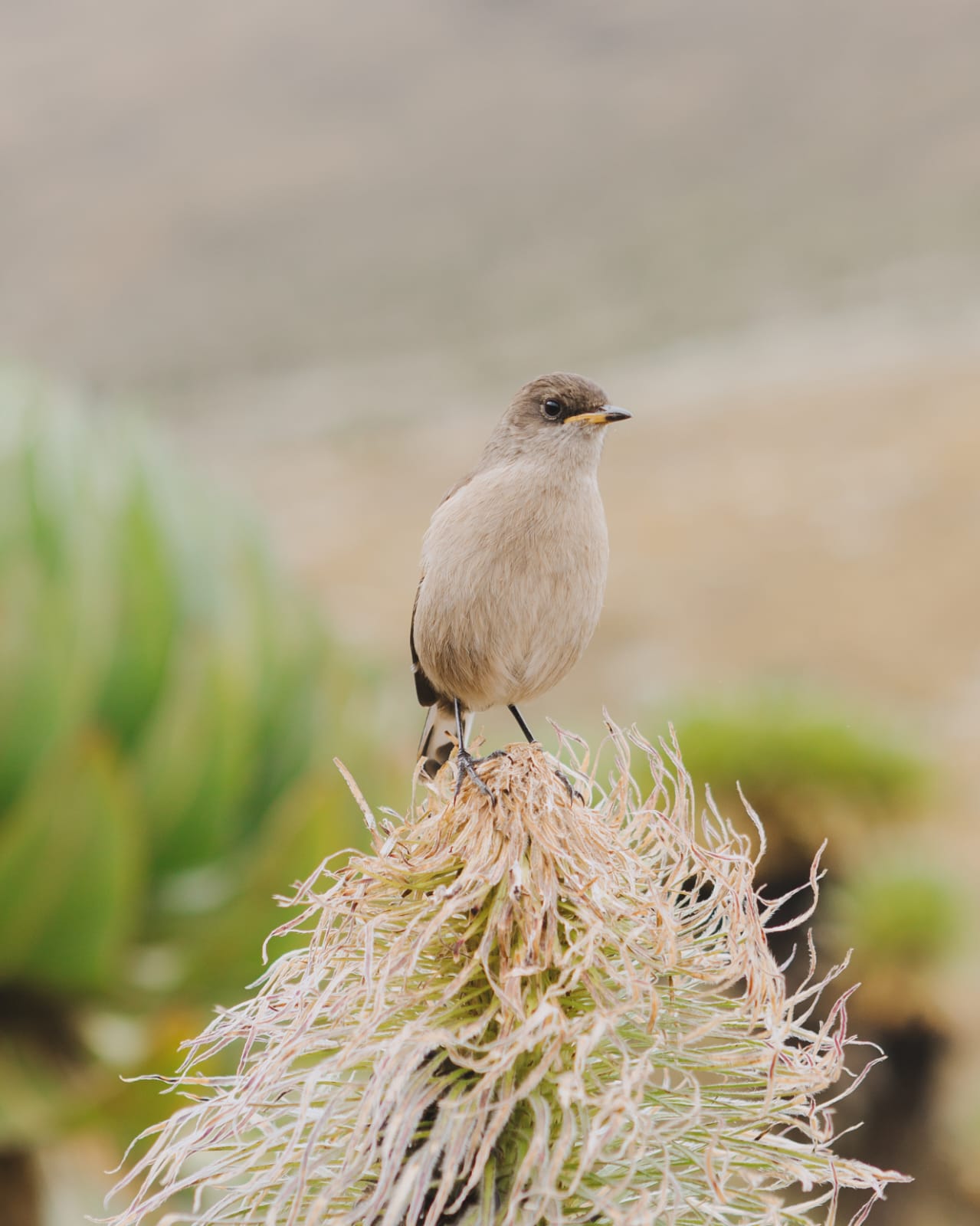 3 Days Lake Nakuru & Naivasha Birding Safari
