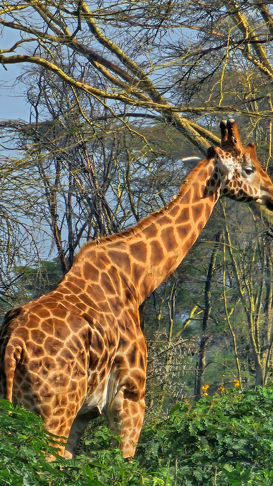 3 nights-4 days Lake Nakuru and Maasai Mara safaris