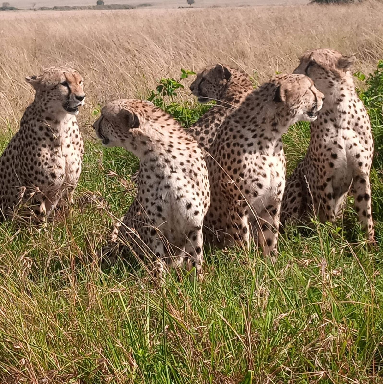 7 Days Lodge-Safari-Samburu lake Nakuru and Maasai mara adventures-