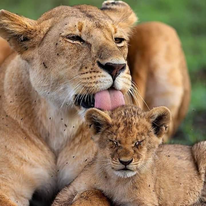 3-day Masai Mara lodge accommodation safari