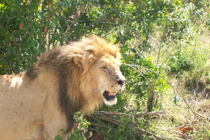 Kenya Big Three: Mara, Nakuru & Amboseli 6 Days Safari
