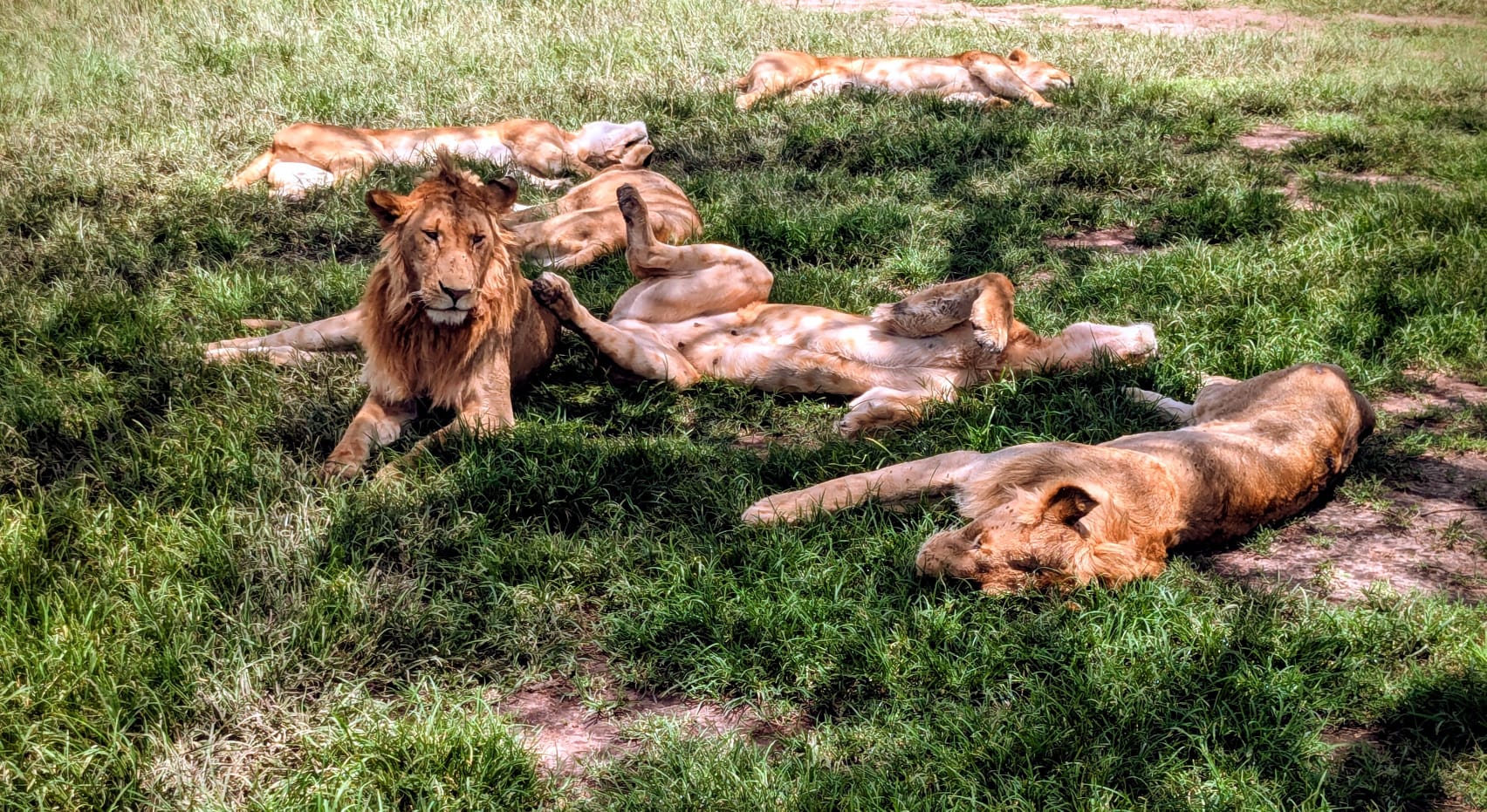 Kenya Big Three: Mara, Nakuru & Amboseli 6 Days Safari