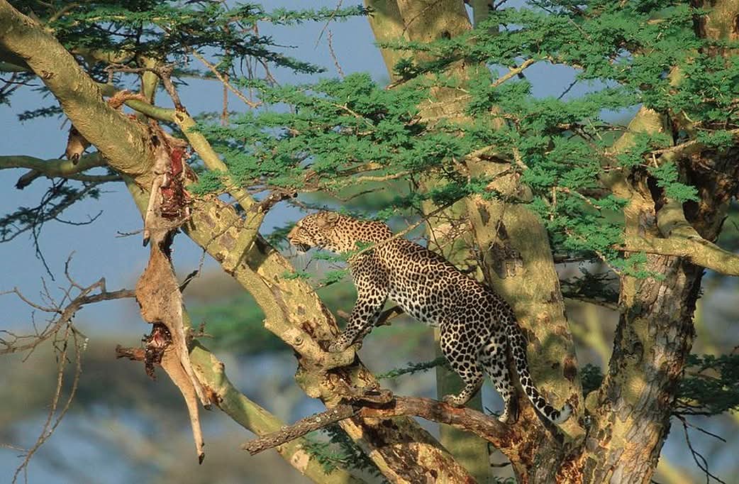 Ngorongoro Crater Safari