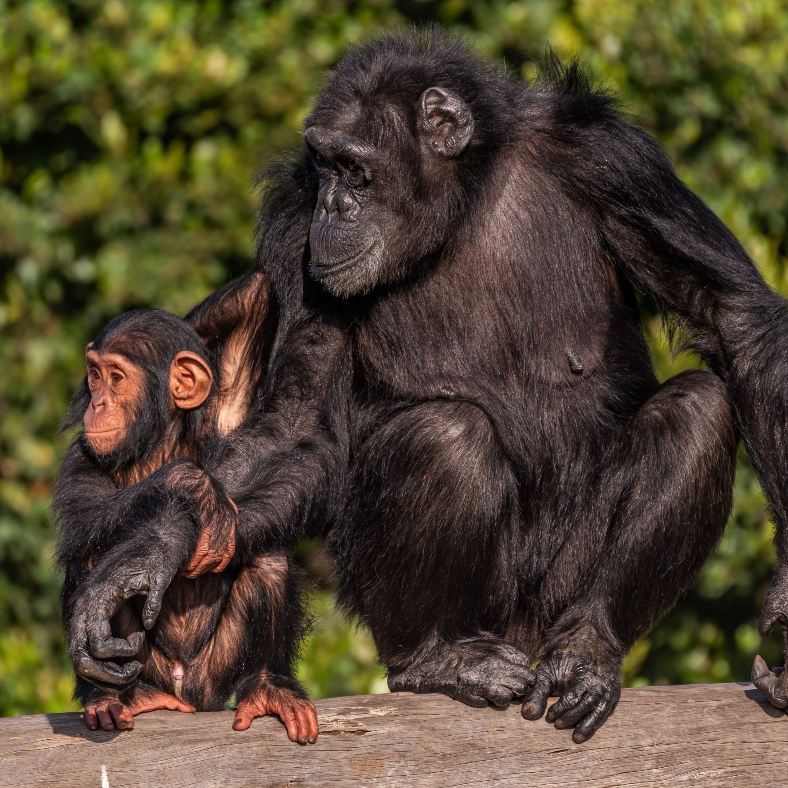 Budget Road Trip: Aberdare & Ol Pejeta Sanctuary