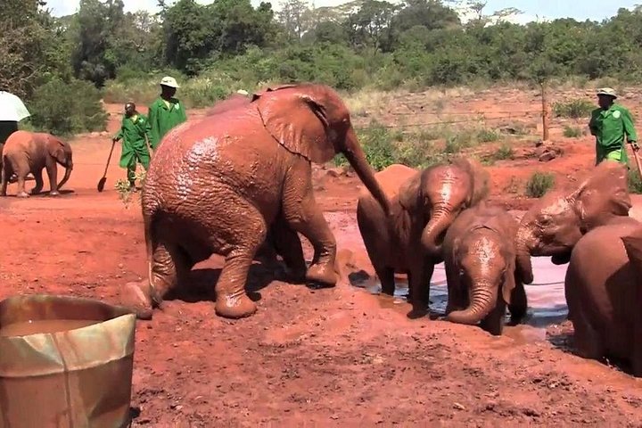 1 Day - Nairobi City Tour (Elephant Orphanage, Giraffe Center, Karen Blixen Museum)