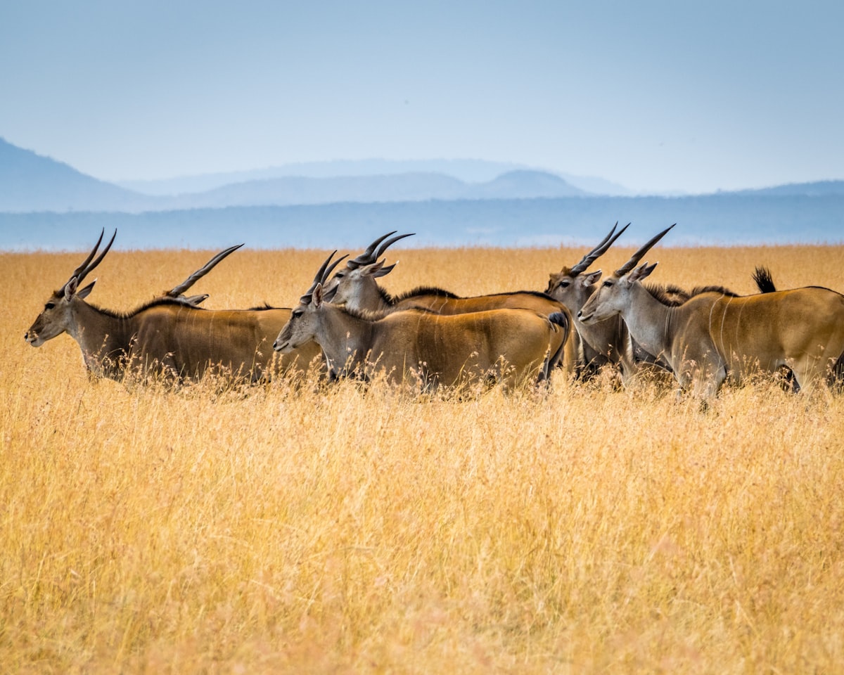 Lake Natron & Ol Doinyo Lengai Adventure