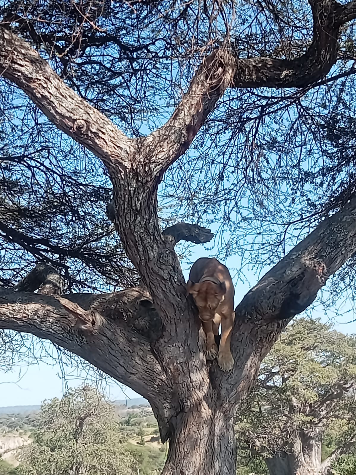 11 Days Budgeted Safari- Samburu, Lake Nakuru, Masai Mara, Lake Naivasha, Amboseli, and Tsavo East,