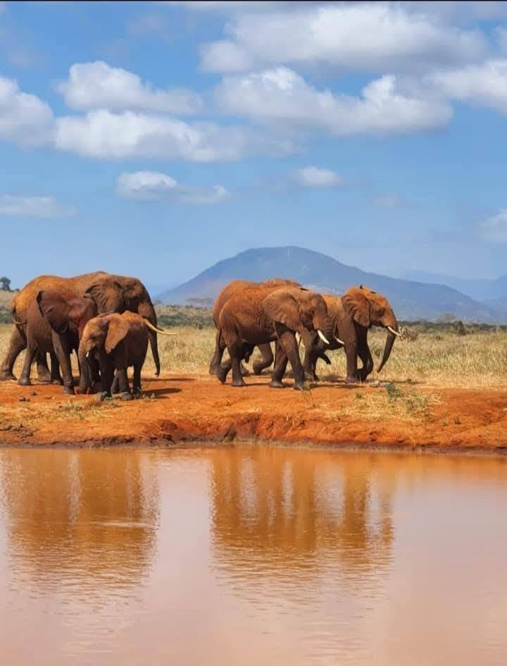 4 Days Amboseli-Tsavo east adventure safari